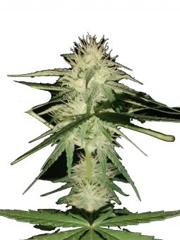 Sugarlato Auto - картинка 1