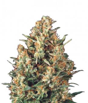 Fresh Candy - картинка 5