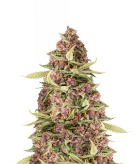 Red Mandarine F1 Fast Version - картинка 1