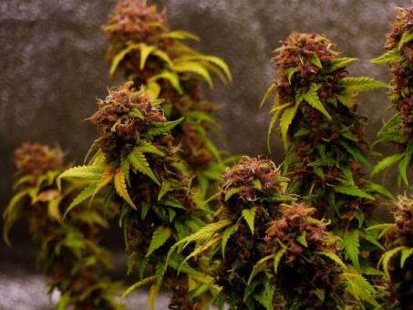 Pineapple Poison - картинка 6