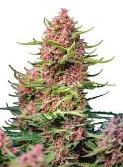 Strawberry Cola Sherbet F1 Fast Version - картинка 2