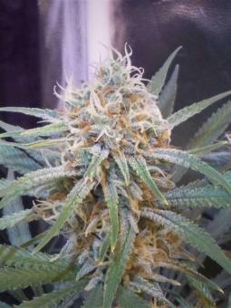 Amnesia Gold - картинка 3