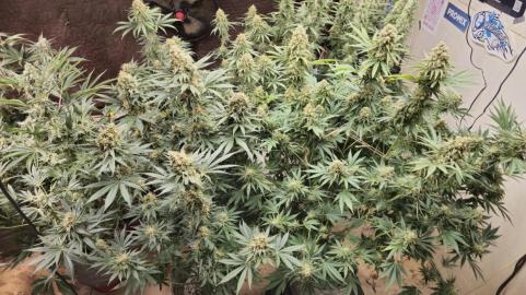 Black Domina Fast - картинка 5