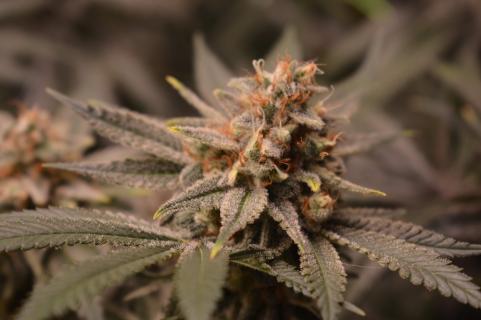 Chocobang - картинка 6