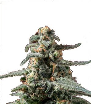 Tahoe Cure - картинка 1