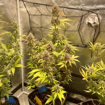 Diablo Rojo XL Auto - картинка 2