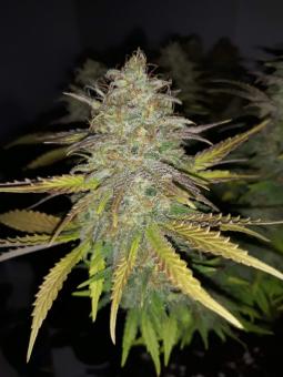 S.A.D. Sweet Afgani Delicious S1 - картинка 6