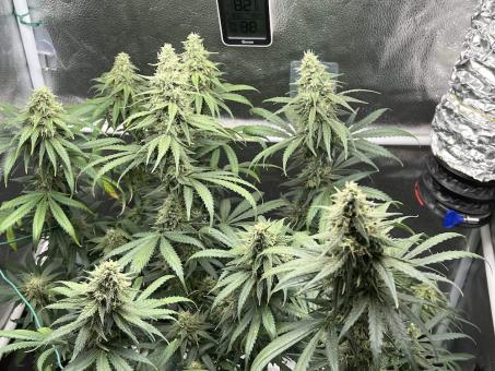 Black Jack F1 Fast Version - картинка 3