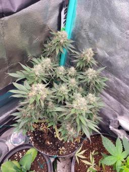 Tropicana Cookies FF - картинка 4