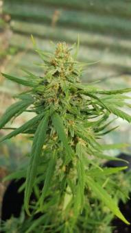 Vertigo Auto - картинка 1