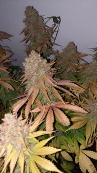 Jacky White - картинка 5