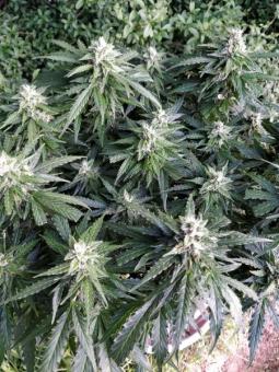 Pandora Auto - картинка 3