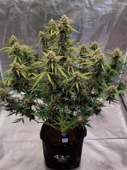 Kosher Cake Auto - картинка 2