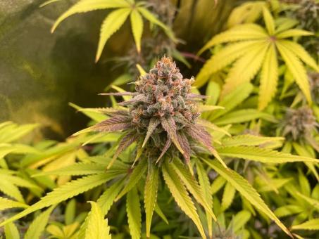 Moby Dick - картинка 1