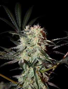 Arjan's Strawberry Haze - картинка 1