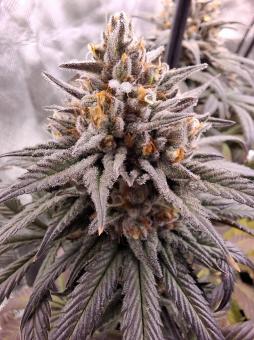 Gelato - картинка 2