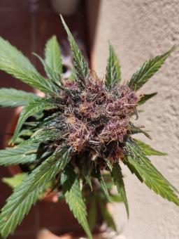 Dark Lemonade Auto - картинка 4