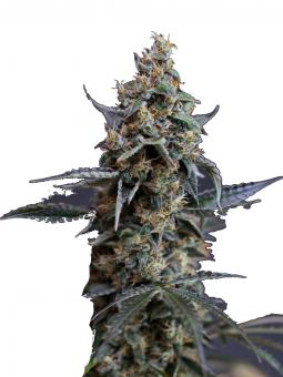 Black Toffee Auto - картинка 2