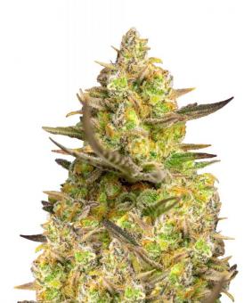 Sweet Cheese XL Auto - картинка 1