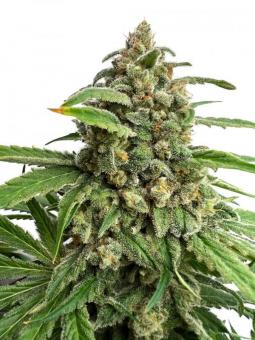 Watermelon - картинка 13