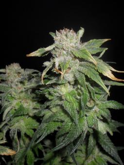 Black Jack Auto - картинка 3