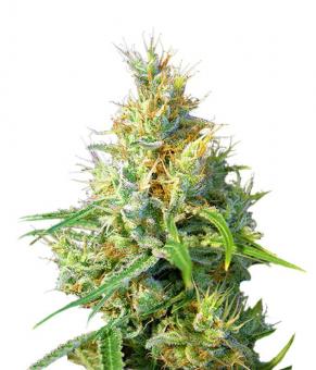 Psicodelicia - картинка 1