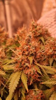 Chemdog - картинка 4