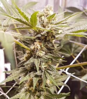 Master Kush Auto - картинка 2