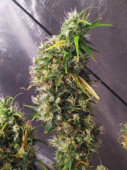 Arjan's Haze 3 - картинка 3