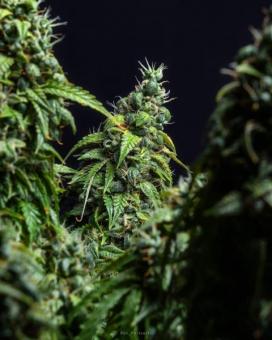 Magnum Auto - картинка 4