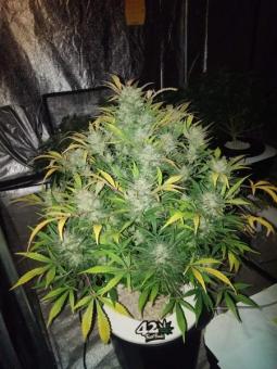 White Widow XXL Auto - картинка 2