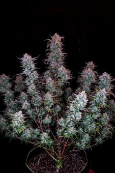 Kosher Cake Auto - картинка 1