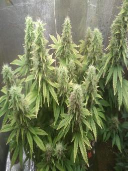 White Widow Auto - картинка 2