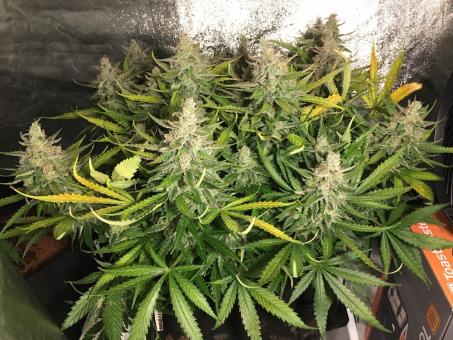 Green Poison - картинка 2