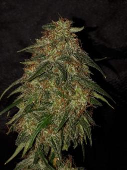 Buddha Syrup Auto - картинка 5