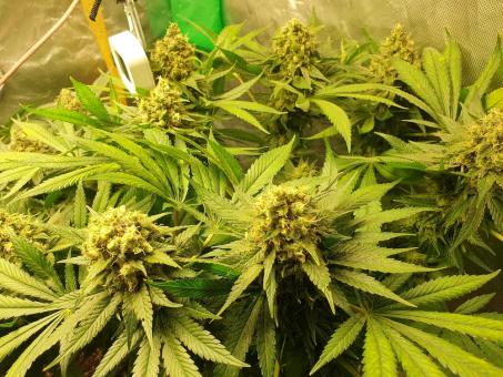 Northern Lights - картинка 4