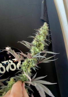 Black Lebanon - картинка 9