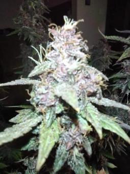 Satan’s Bride - картинка 2