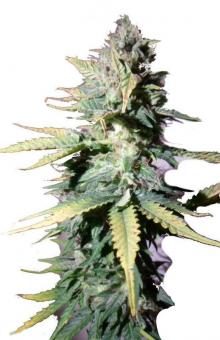 Auto Kong 4 Auto - картинка 7