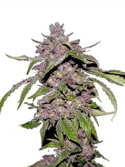 Papaya Zoap Auto - картинка 1