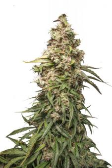 CBD Charlotte's Angel - картинка 7