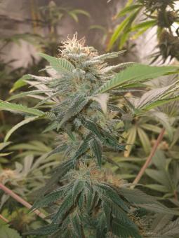 Fresh Candy - картинка 4