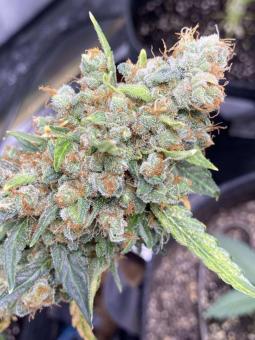 Auto Elephant - картинка 3