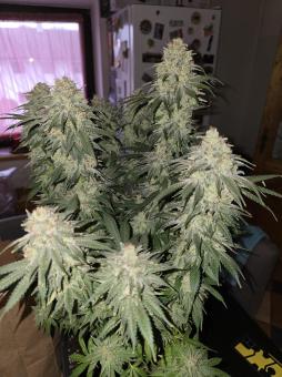 Do-Si-Dos - картинка 3