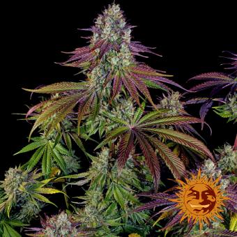 Mimosa EVO - картинка 9