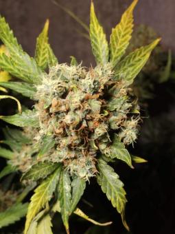 Purple OG Punch - картинка 10