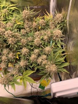 Six Shooter Auto - картинка 3