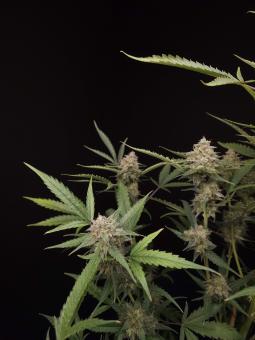 American Cookies - картинка 5