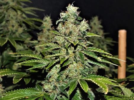 Space Cookies - картинка 4