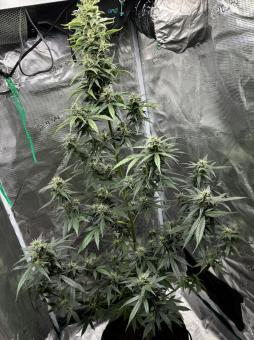 Rucu Cucu OG Auto - картинка 5